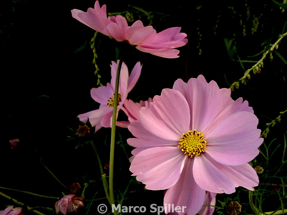 Bidens formosa (=Cosmos bipinnatus) / Cosmea